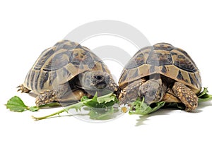 Tortoises eating