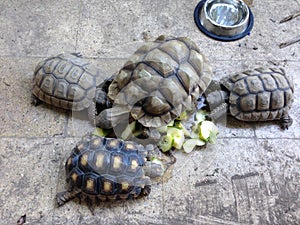 Tortoises eating photo