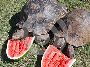 Tortoises eating watermelon