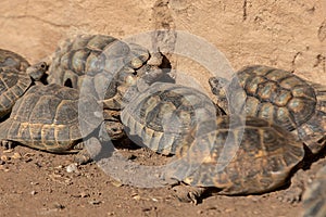 Tortoises: Emblem of Patience and Resilience at a sanctuary