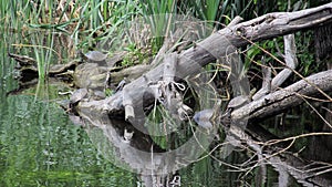 Tortoises are freshwater on snags.