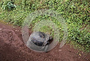 Tortoises have right of way, Isla Santa Cruz, Galapagos, Ecuador