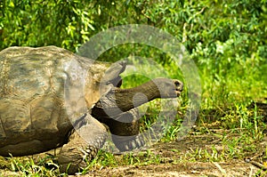 Tortoises are herbivorous animals with a diet comprising cactus, grasses, leaves and fruit, walking in the forest