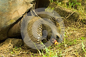 Tortoises are herbivorous animals with a diet comprising cactus, grasses, leaves, vines, and fruit, eating a guava