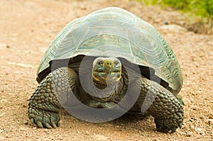 Tortoises are herbivorous animals with a diet comprising cactus, grasses, leaves, vines, and fruit, front view