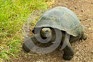 Tortoises are herbivorous animals with a diet comprising cactus, grasses, leaves, vines, and fruit, walking in a rocky