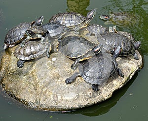 Tortoises laying on a big stone on a lake