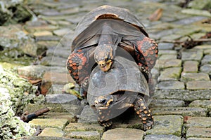 Tortoises mating