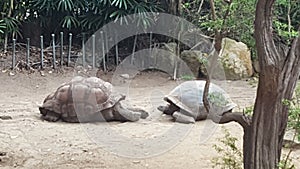 Tortoises over 100 years old, at Toronga Zoo, Mosman, NSW, Australia