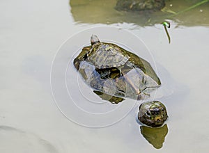Tortoises in Penang, Malaysia