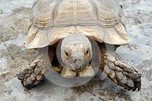 Tortoises are reptile species of the family Testudinidae of the order Testudines the turtles.