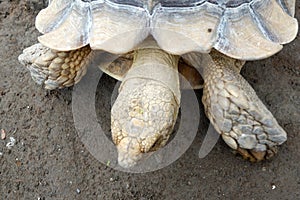 Tortoises are reptile species of the family Testudinidae of the order Testudines the turtles.