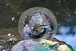 Tortoises resting in its abit
