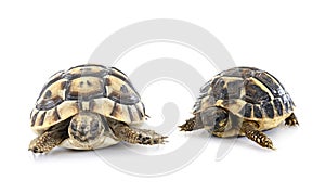 tortoises in studio