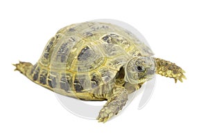 Tortoises on a white background