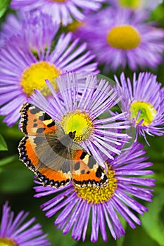 Tortoisesehell butterfly on Aster