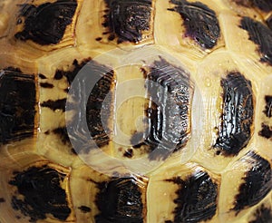 Tortoiseshell