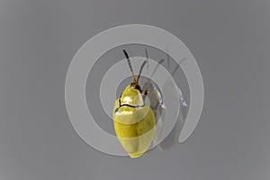 tortoiseshell beetle (Paraselenis normalis) perched on a window pane photo