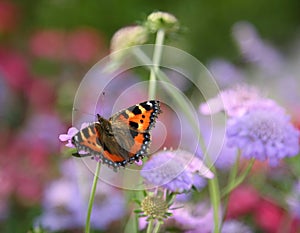 Tortoiseshell butterfly