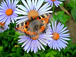 Tortoiseshell butterfly