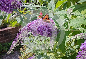 Tortoiseshell butterfly Aglais urticae feeding on nectar from purple buddleia flowers