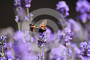 Tortoiseshell Butterfly Aglais urticae on Lavender