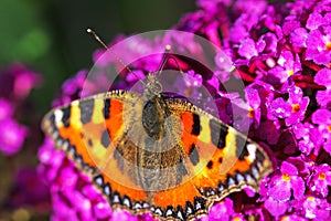 A Tortoiseshell butterfly on a Lilac Bloom