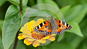 Tortoiseshell butterfly on orange Zinnia elegans flower in the garden, Aglais urticae stock video footage