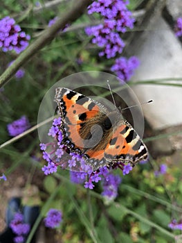 Tortoiseshell Butterfly on Verbena Flower