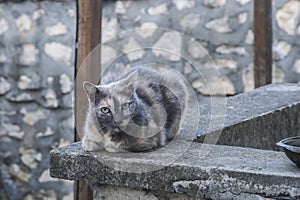 Tortoiseshell cat closeup