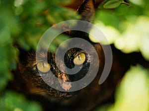 Tortoiseshell Cat in Foliage