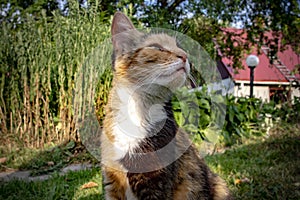 Tortoiseshell cat in the garden