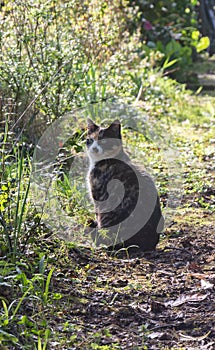 Tortoiseshell cat in a garden