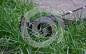 A tortoiseshell cat in a grass