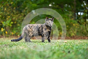 tortoiseshell cat in the grass in summer