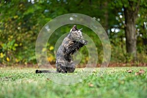 tortoiseshell cat in the grass in summer