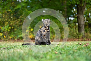 tortoiseshell cat in the grass in summer