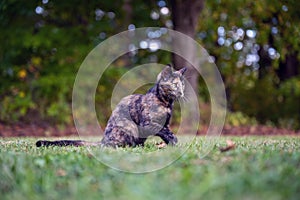 tortoiseshell cat in the grass in summer