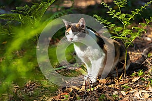 Tortoiseshell Cat in the green fern