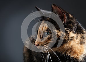 Tortoiseshell cat on grey