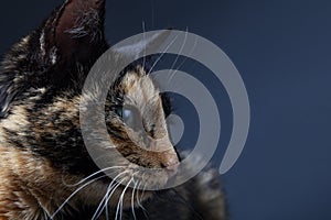 Tortoiseshell cat on grey backrgound isolated