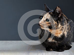 Tortoiseshell cat on grey backrgound isolated