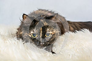 Tortoiseshell cat with huge wide open eyes ready to attack lying on the fake fur