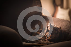 Tortoiseshell cat licks himself lying on a sofa photo