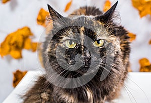 Tortoiseshell cat looked like owl on light background with orange leafs