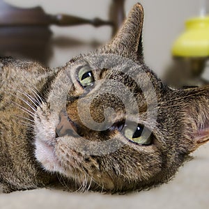 Tortoiseshell cat pictured in flawless detail. Intelligent green eyes, sleek fur, and alert expression.