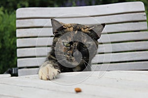 Tortoiseshell cat putting her paw on the table trying to catch a cat treat