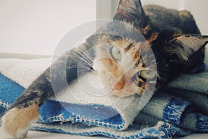 A tortoiseshell cat rests on a blanket photo