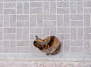 Tortoiseshell cat sits on a pavement view from above photo