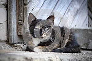 Tortoiseshell colored kitten portrait